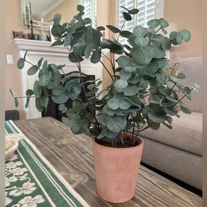 Hearth & Hand Green Eucalyptus in Terracotta Pot